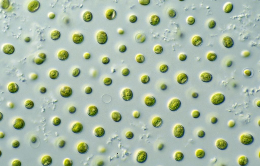 Energy from algae