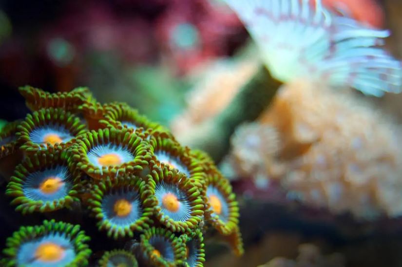 Great Barrier Reef