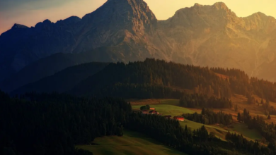 mountain forests