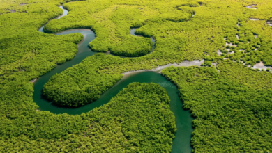 Amazon deforestation