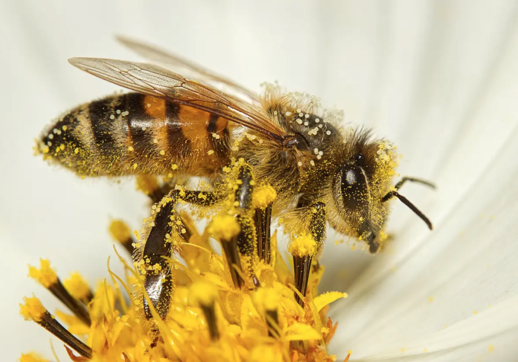 World Bee Day 2023