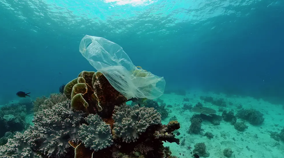 coral reefs