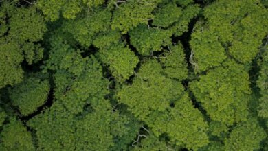 Amazon deforestation