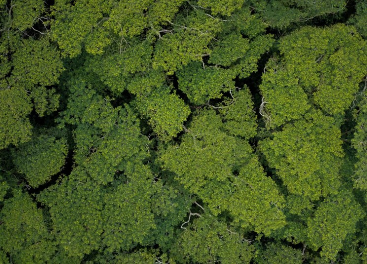 Amazon deforestation