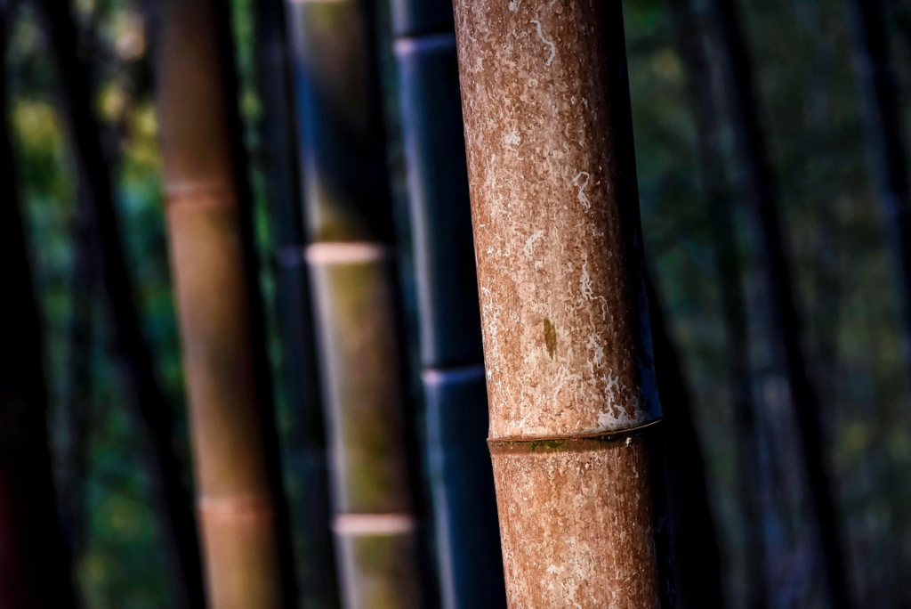 Transparent bamboo