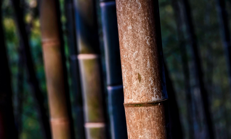 Transparent bamboo