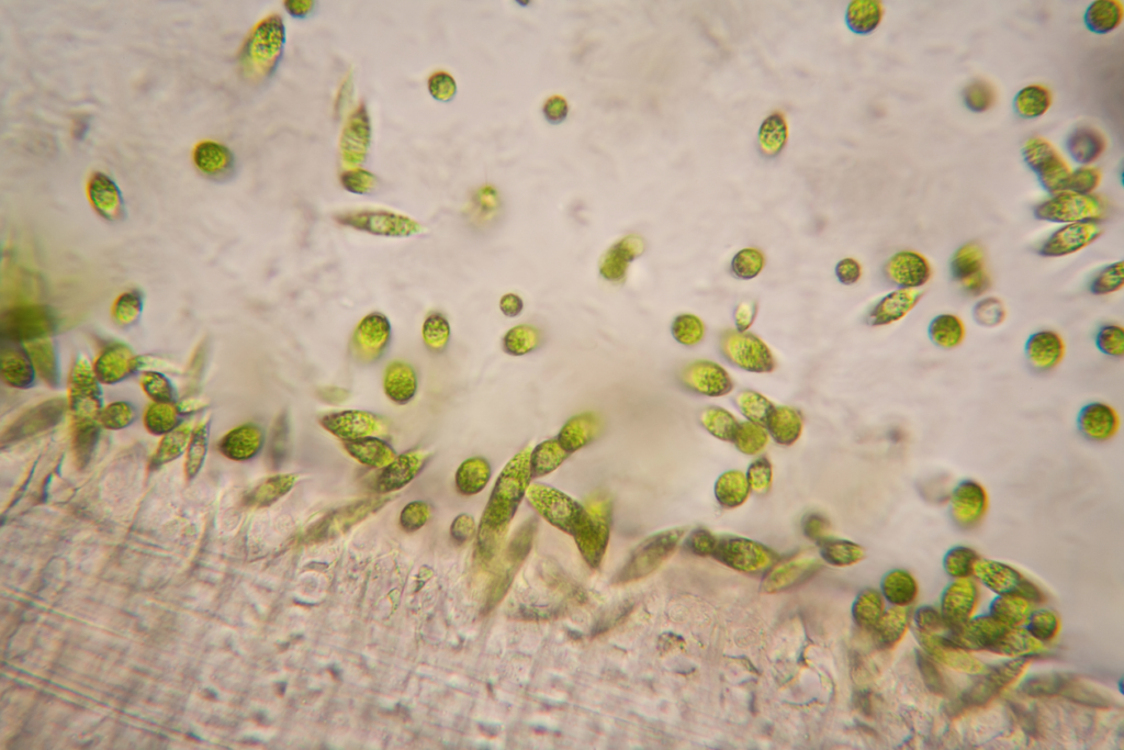 Micro Photosynthetic cells