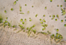 Micro Photosynthetic cells